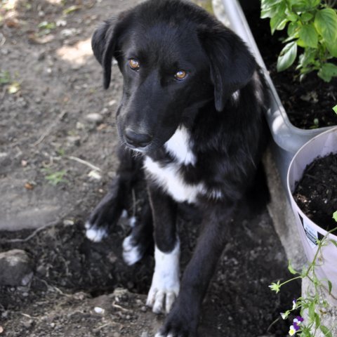 Blackie