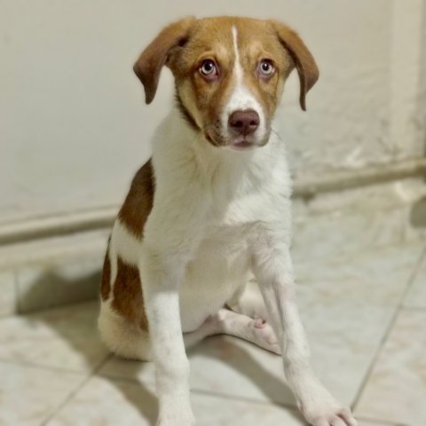 Agapi